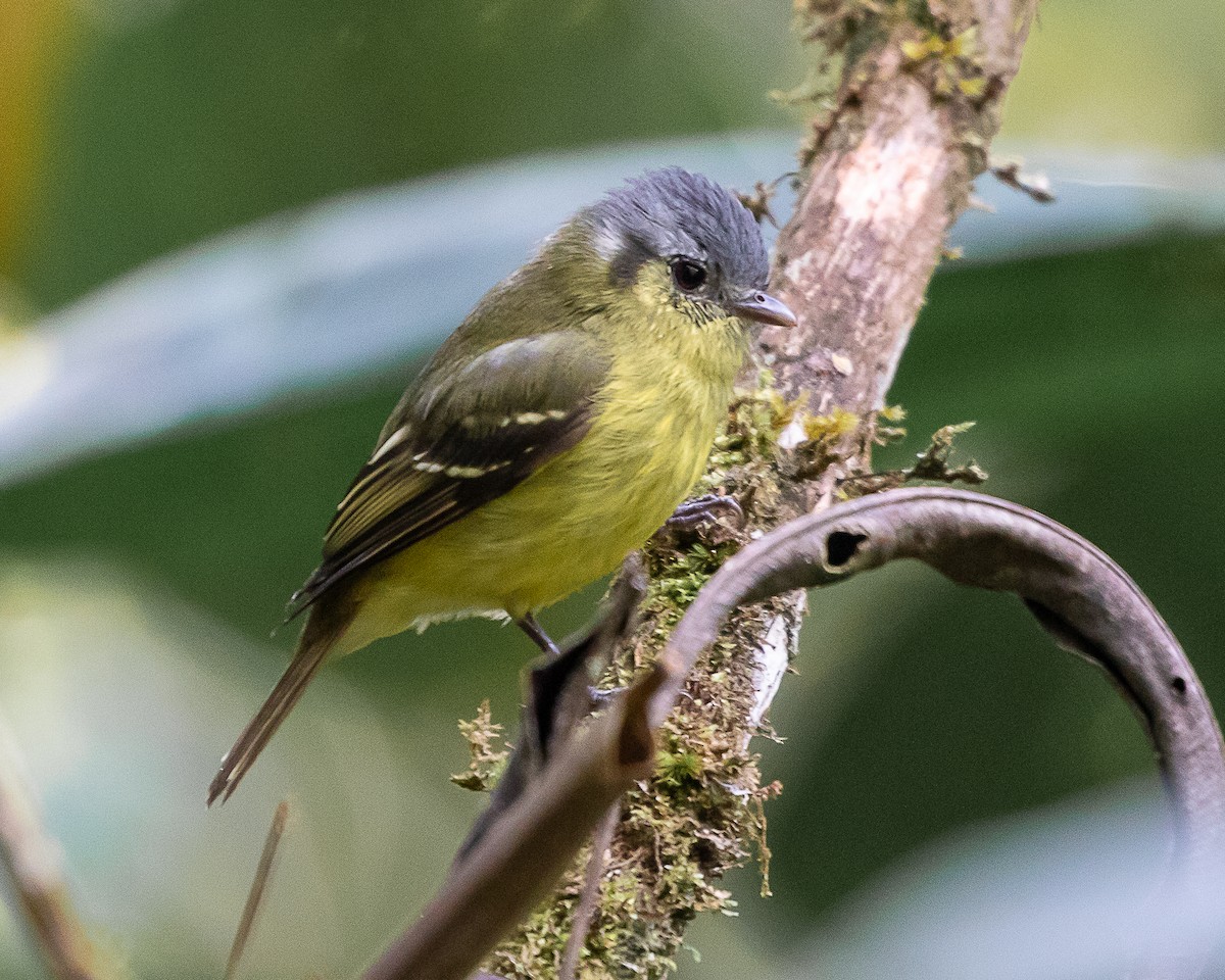 Ashy-headed Tyrannulet - ML638317339