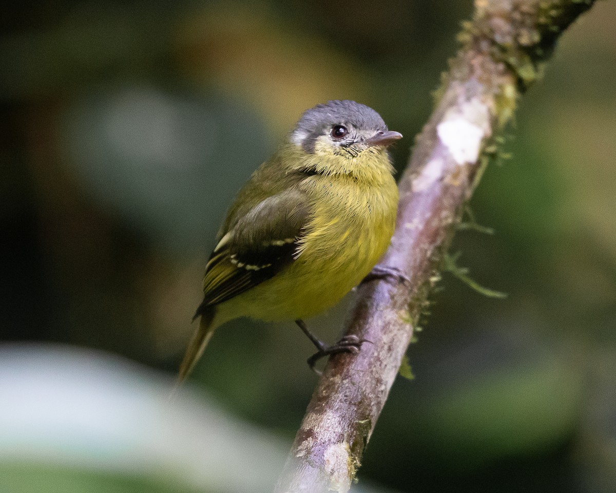 Ashy-headed Tyrannulet - ML638317340