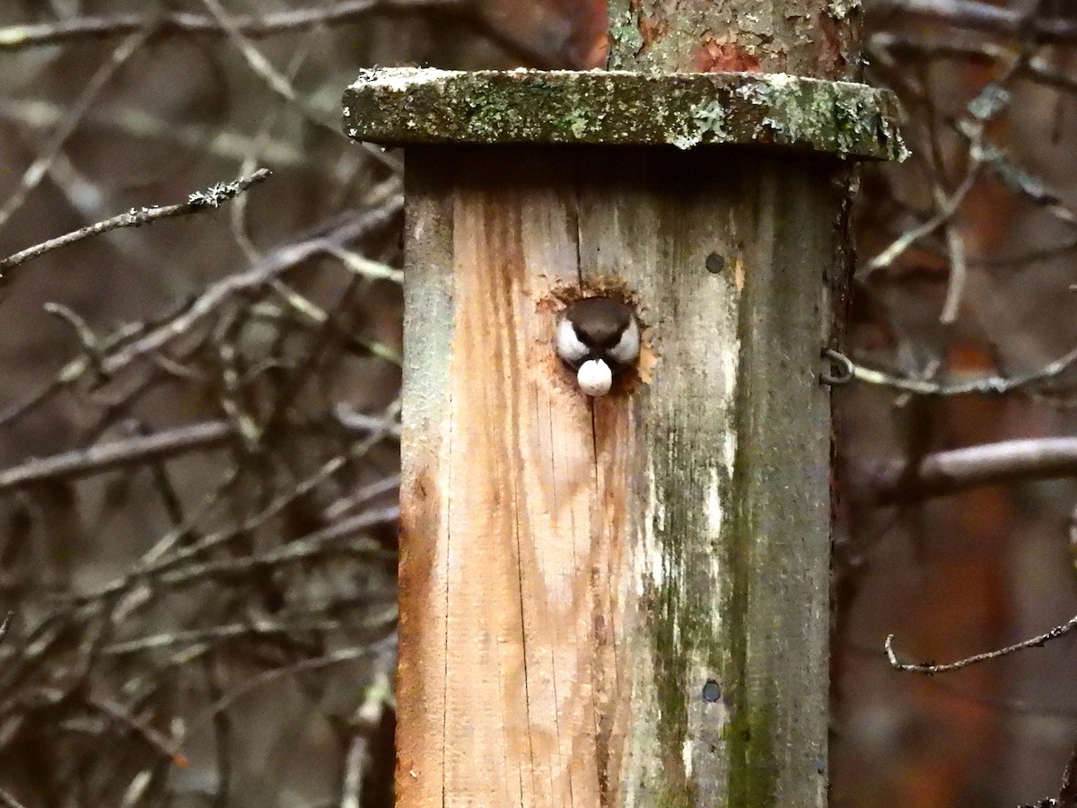 Gray-headed Chickadee - ML638317362