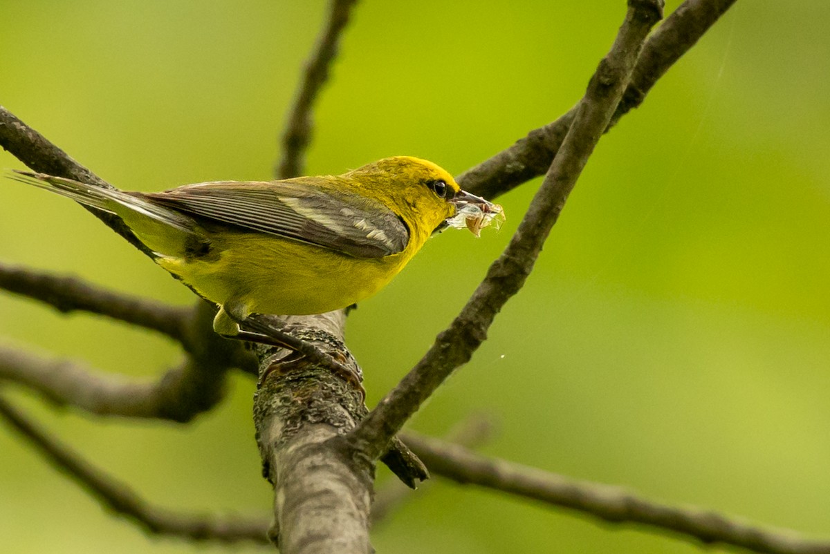 Blue-winged Warbler - ML638317365