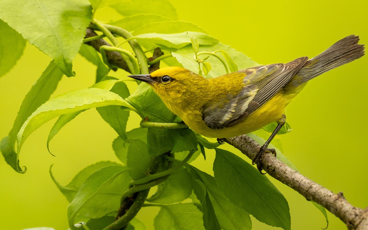 Blue-winged Warbler - ML638317367
