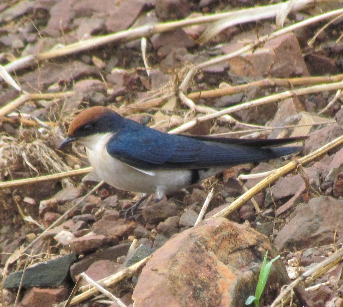 Wire-tailed Swallow - ML638317372
