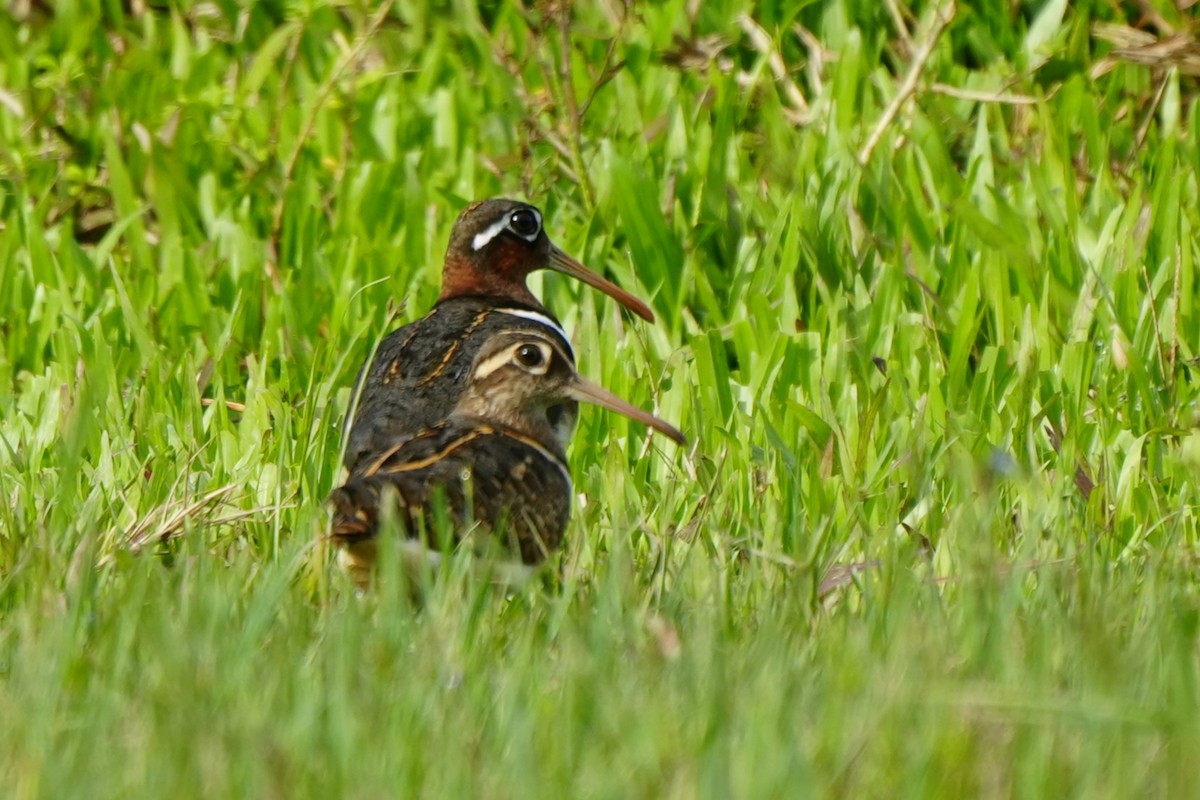 Greater Painted-Snipe - ML638317378