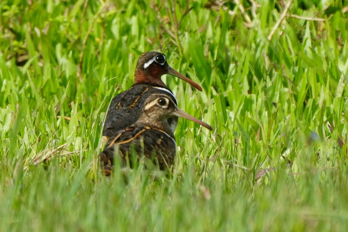 Greater Painted-Snipe - ML638317379