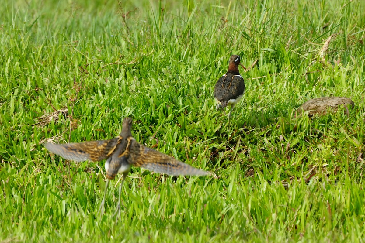 Greater Painted-Snipe - ML638317381