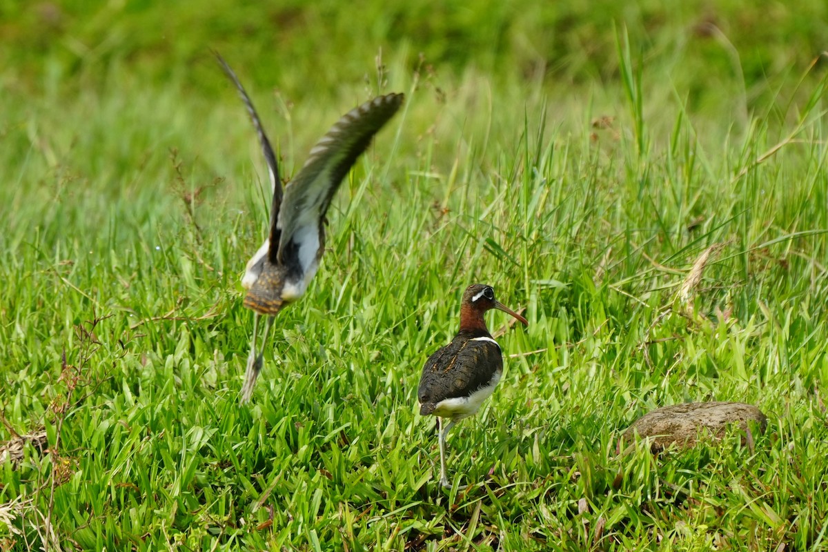 Greater Painted-Snipe - ML638317382