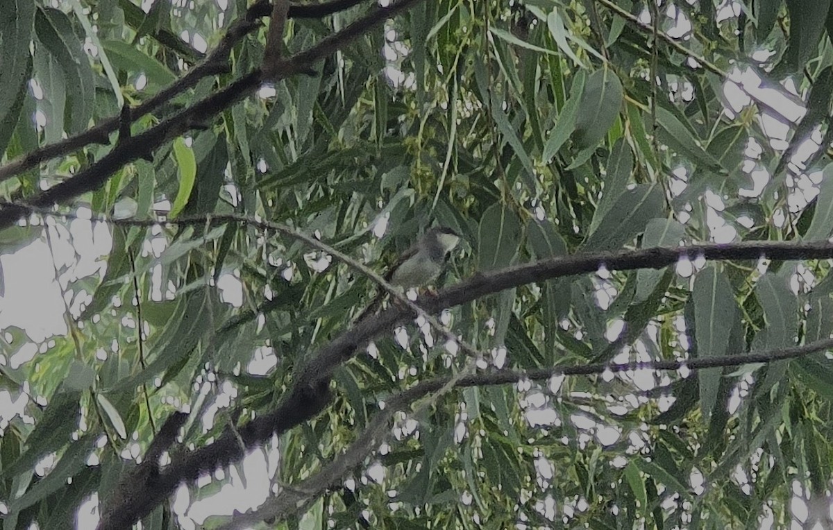 Gray-breasted Prinia - ML638317388