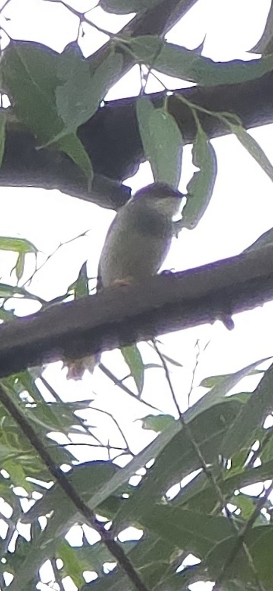 Gray-breasted Prinia - ML638317389