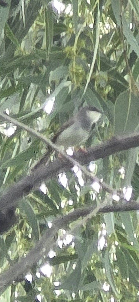 Gray-breasted Prinia - ML638317390