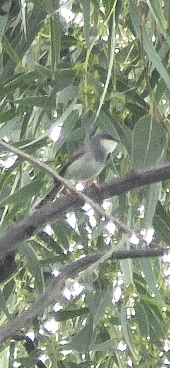 Gray-breasted Prinia - ML638317391