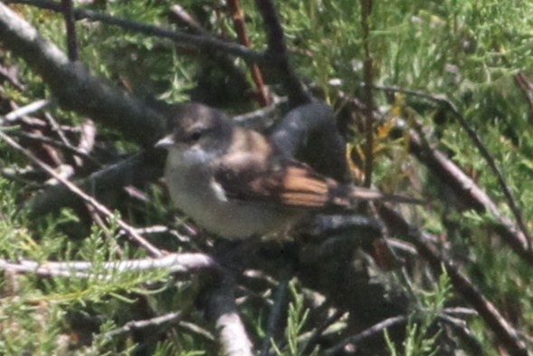 סבכי קוצים - ML638317396