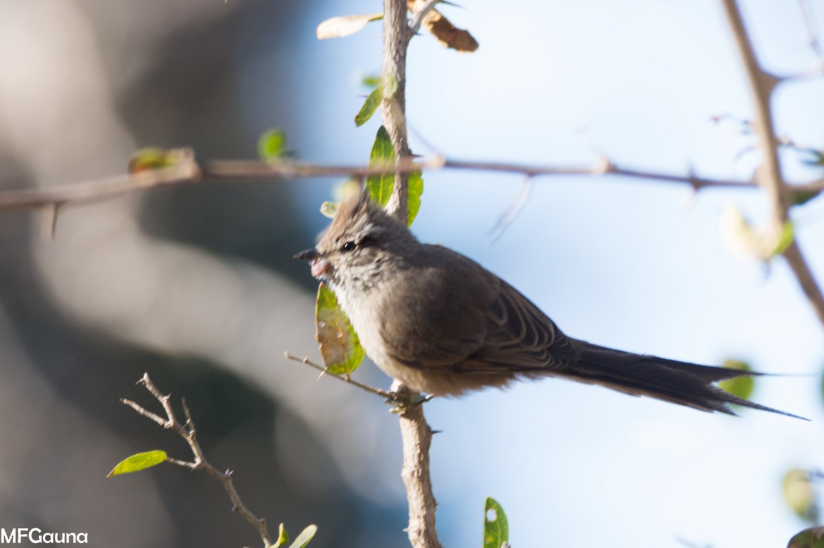 Tufted Tit-Spinetail - ML638317400
