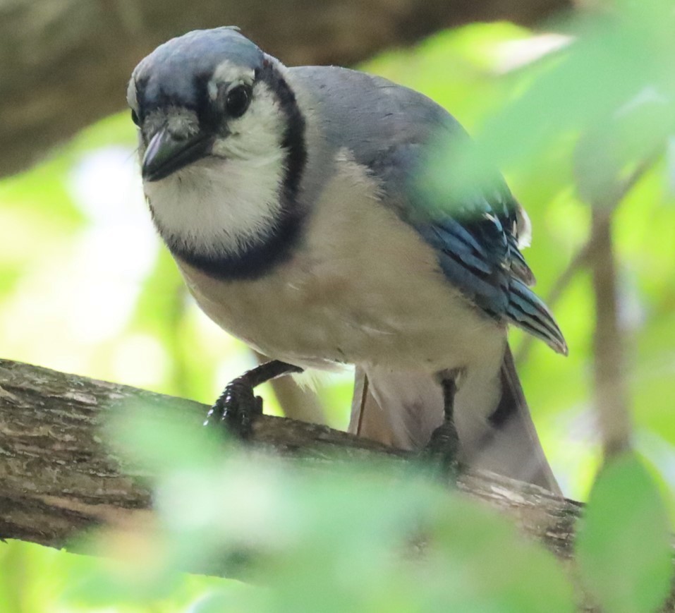 Blue Jay - ML638317403