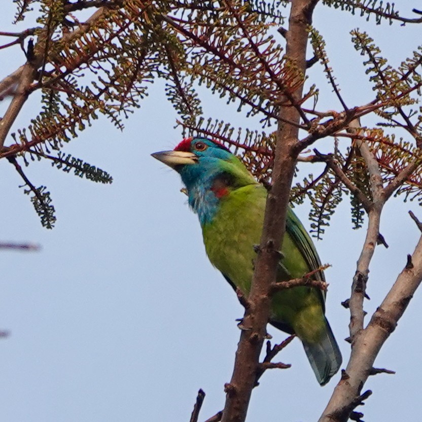 Blue-throated Barbet - ML638317418