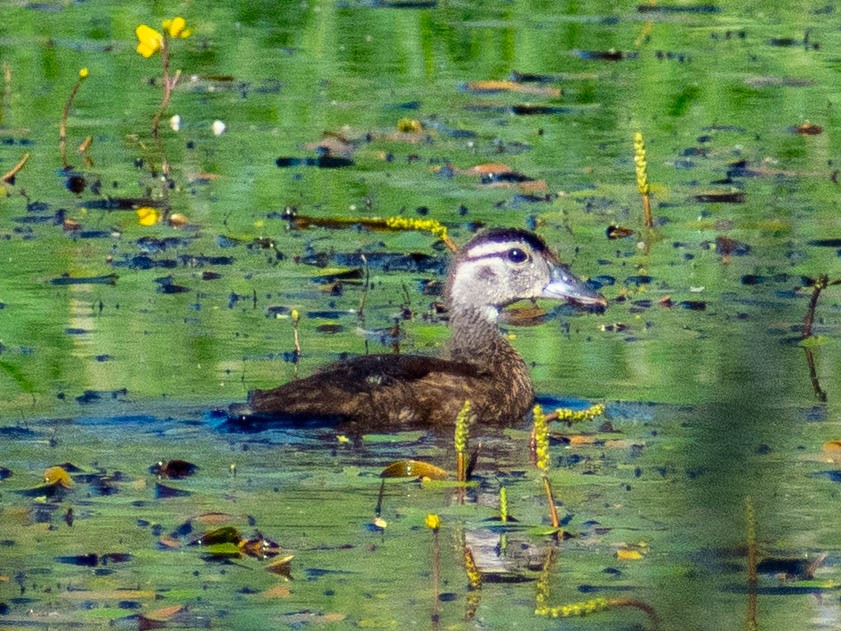 kachnička karolínská - ML638317423