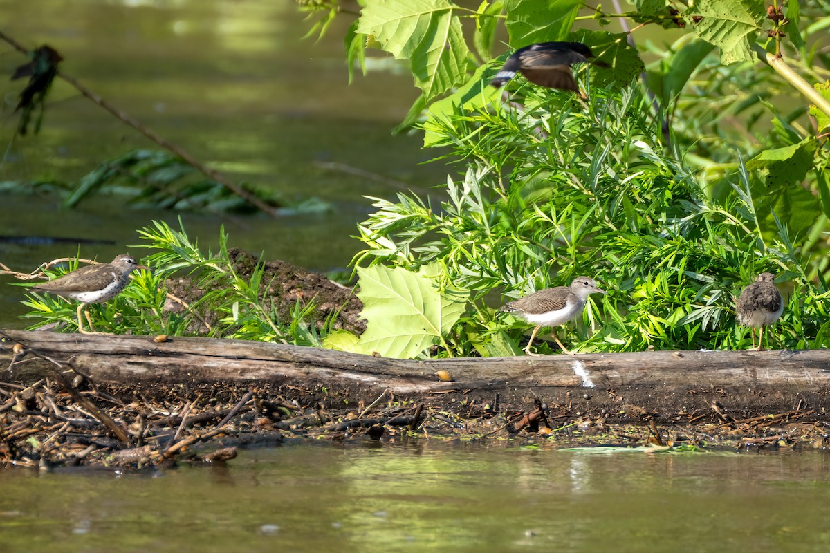 flekksnipe - ML638317432