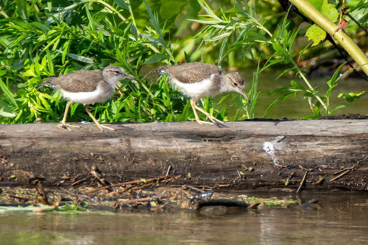 flekksnipe - ML638317433