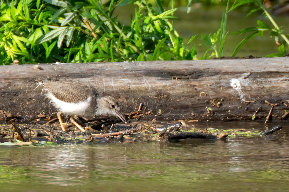 flekksnipe - ML638317434