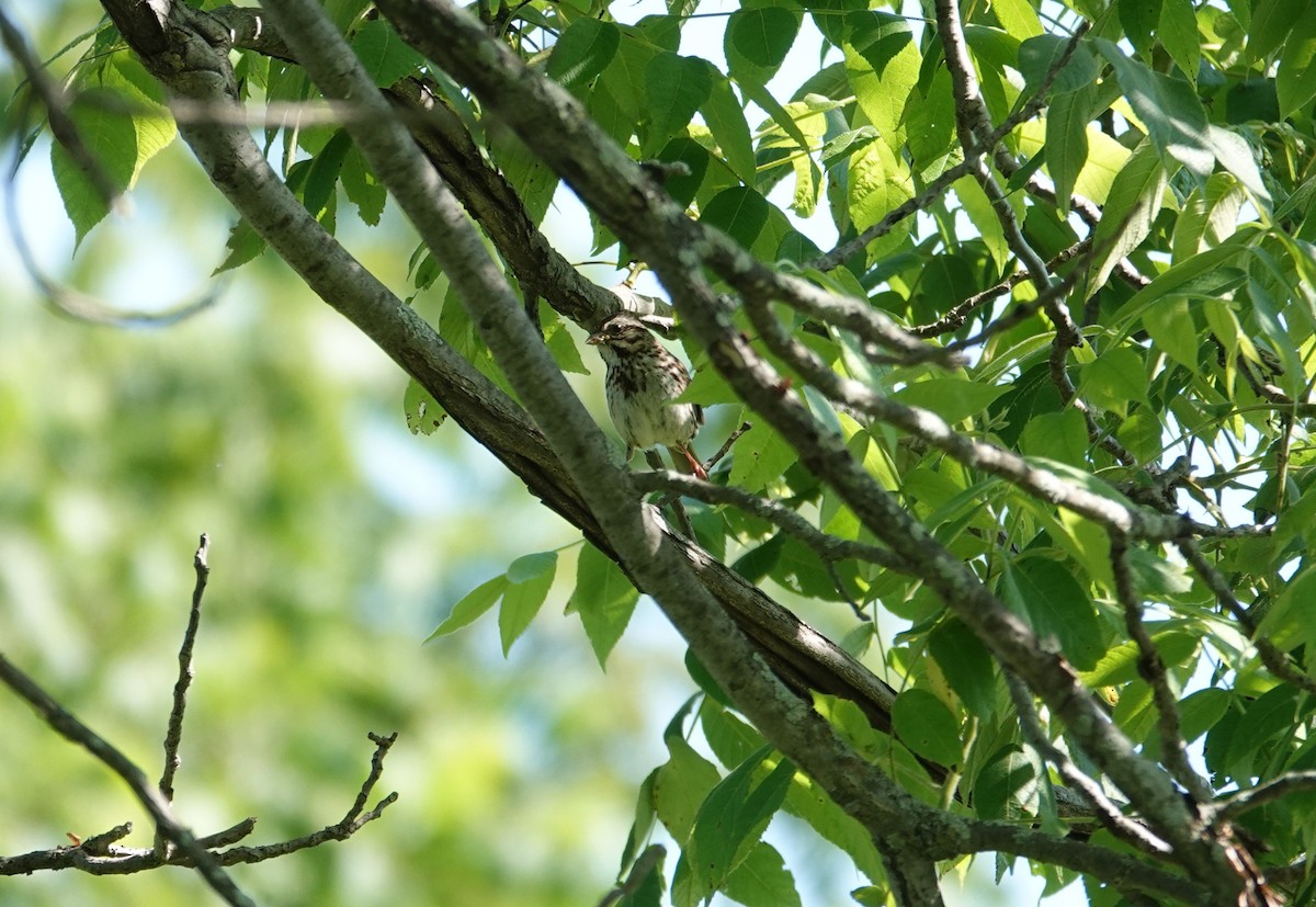 Song Sparrow - ML638317437