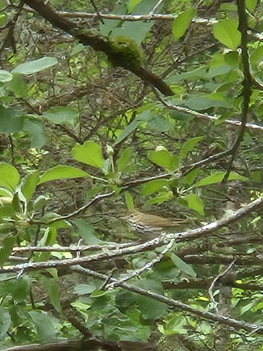 Swainson's Thrush - ML638317440
