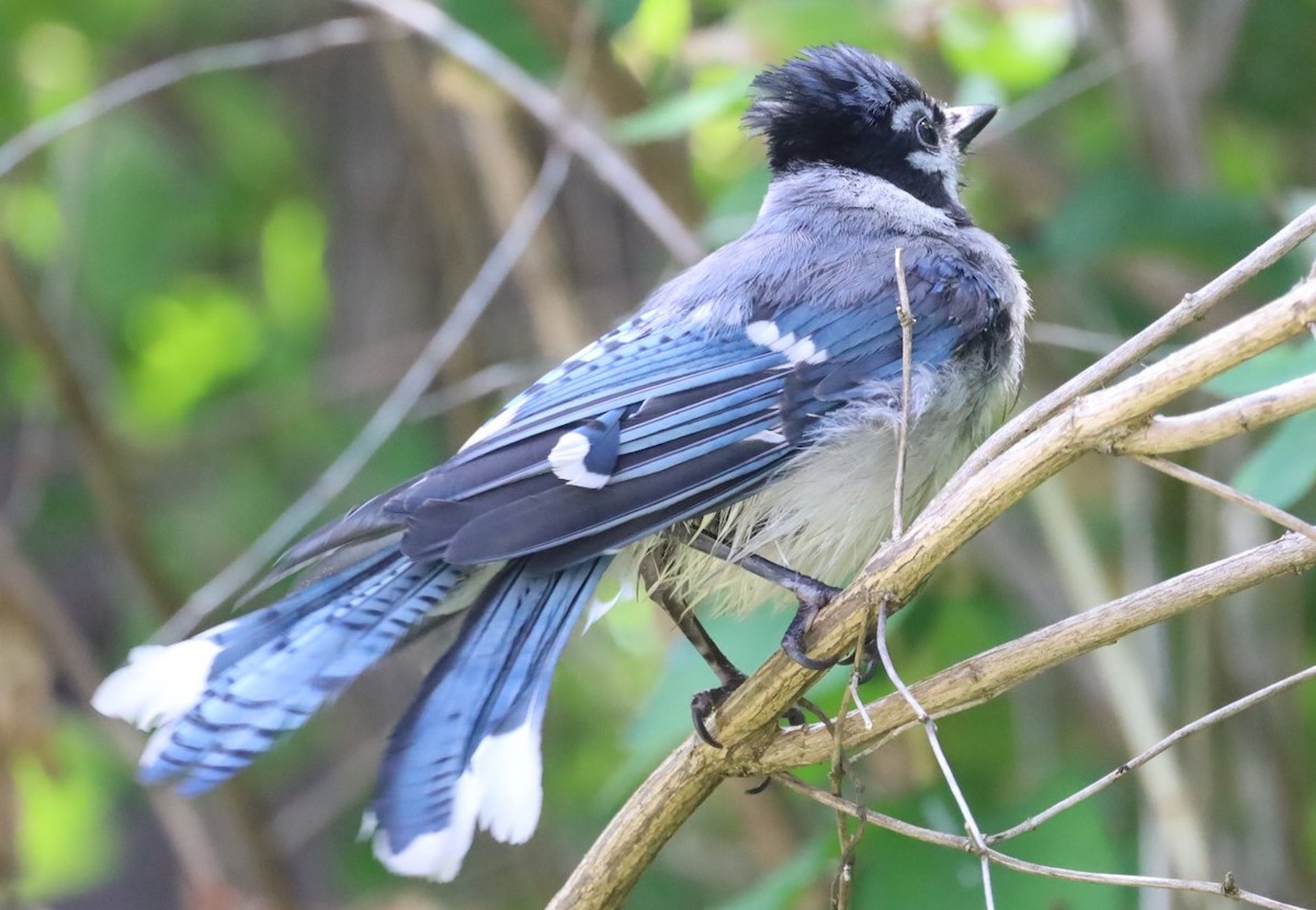 Blue Jay - ML638317444