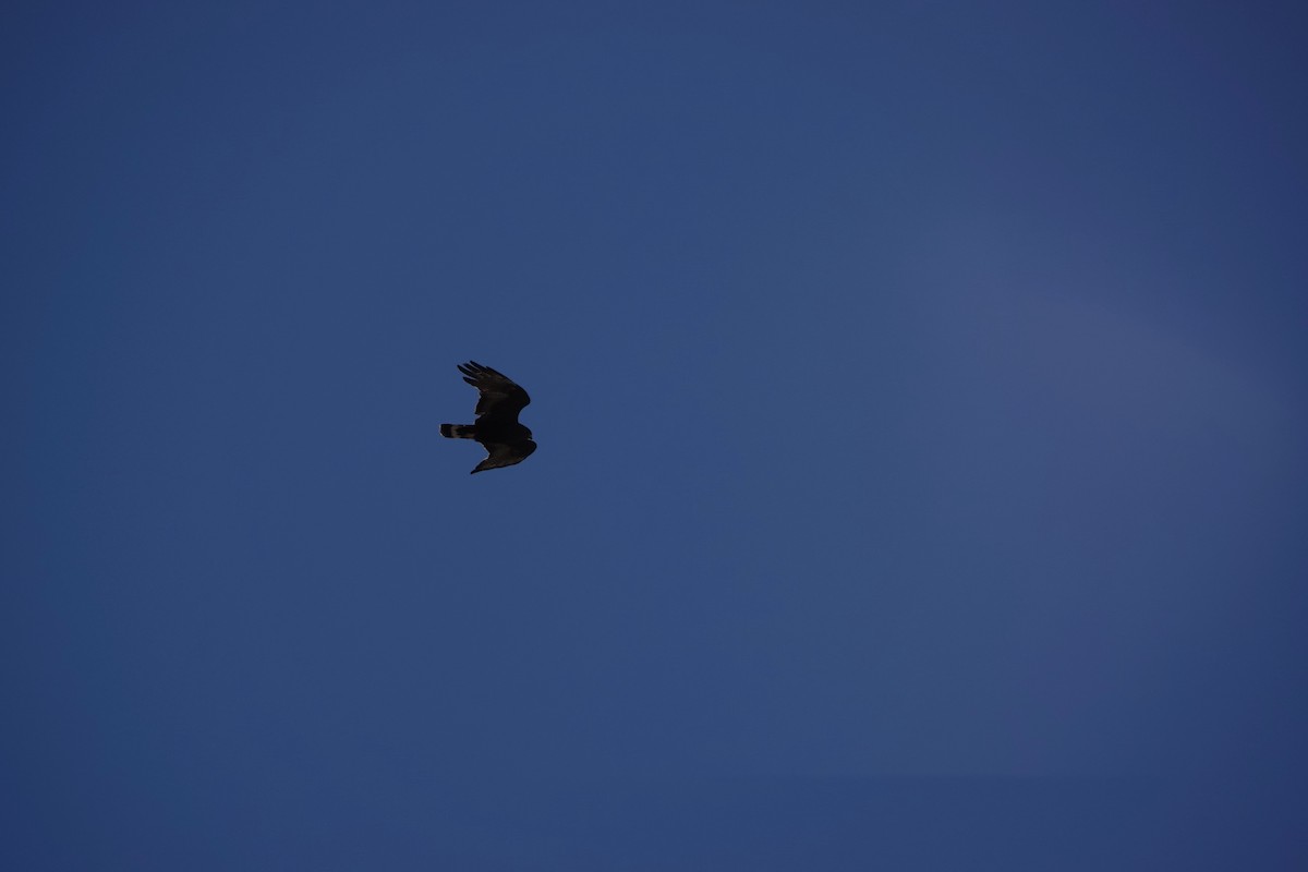 Zone-tailed Hawk - ML638317451