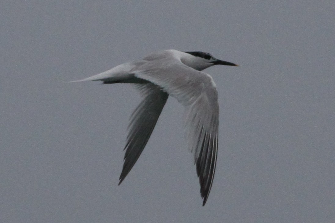 Sandwich Tern - ML638317453