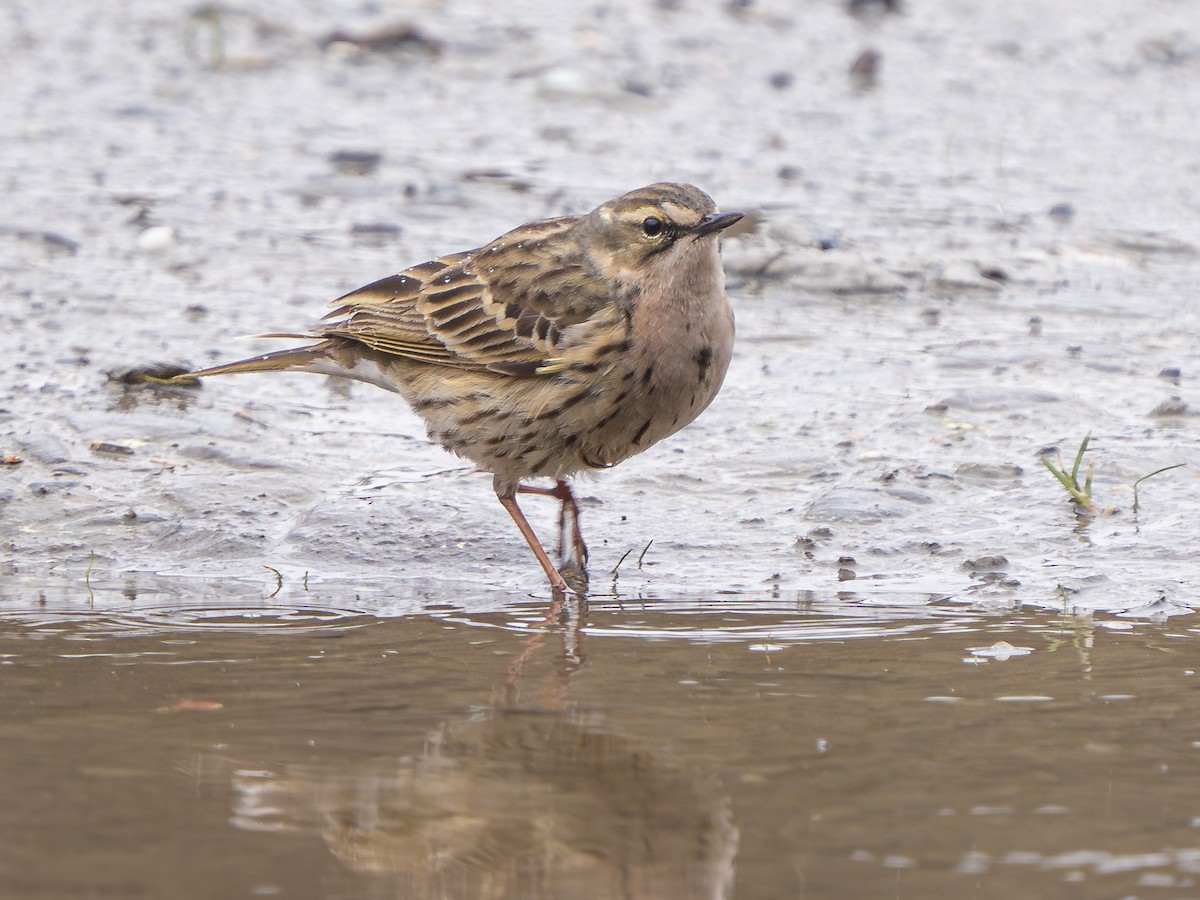 Pipit rosé - ML638317457