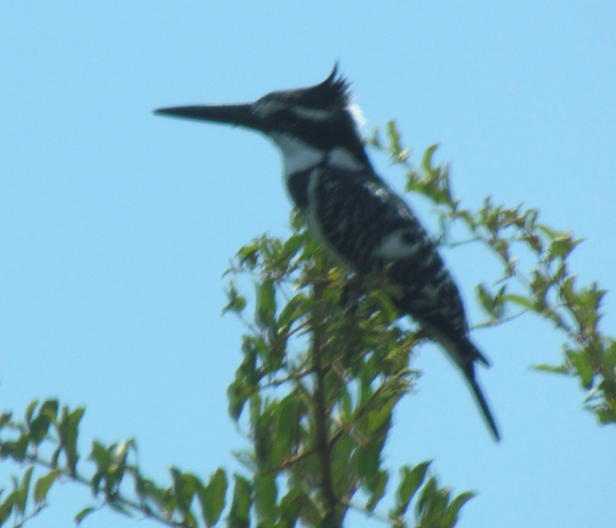 Pied Kingfisher - ML638317459