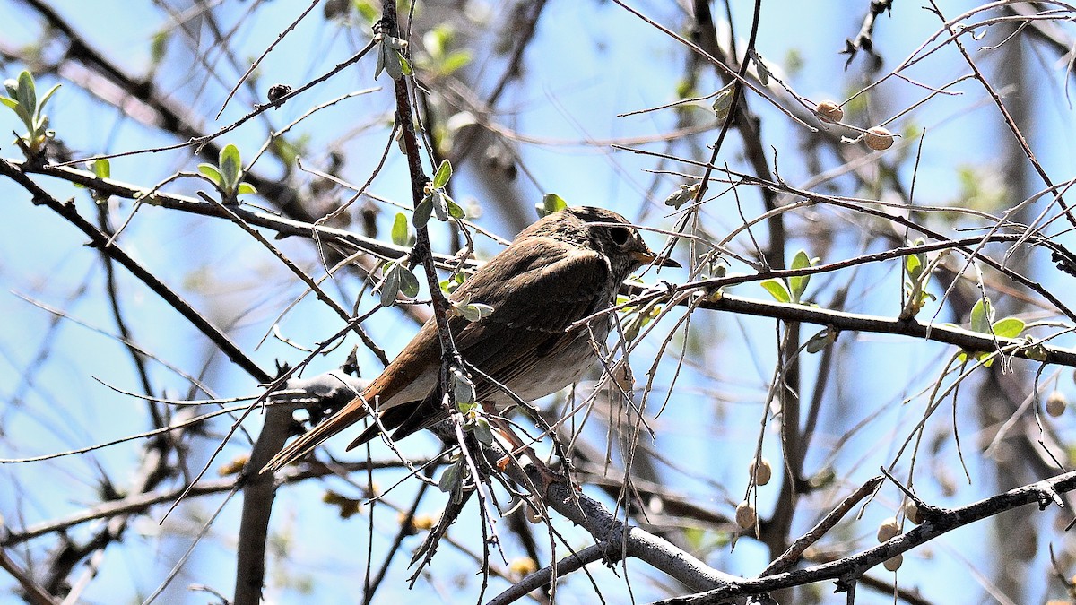 Hermit Thrush - ML638317460
