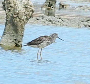 Greater Yellowlegs - ML638317464