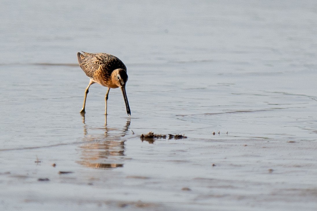 Short-billed Dowitcher - ML638317472