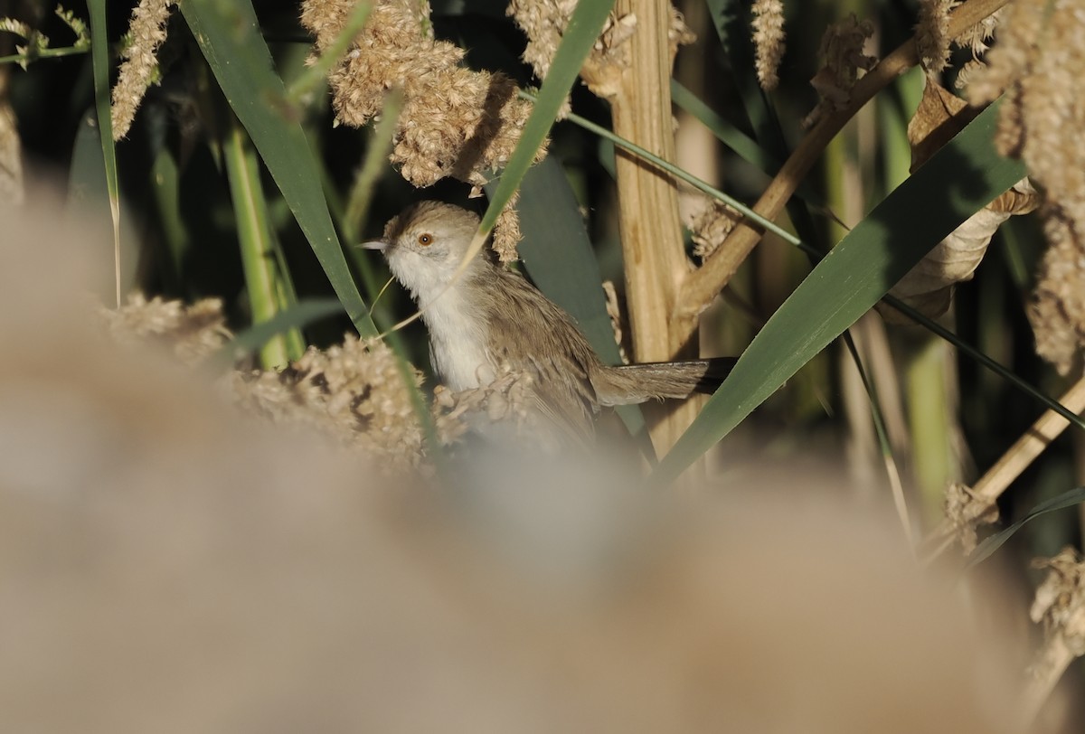 Prinia Grácil - ML638317481