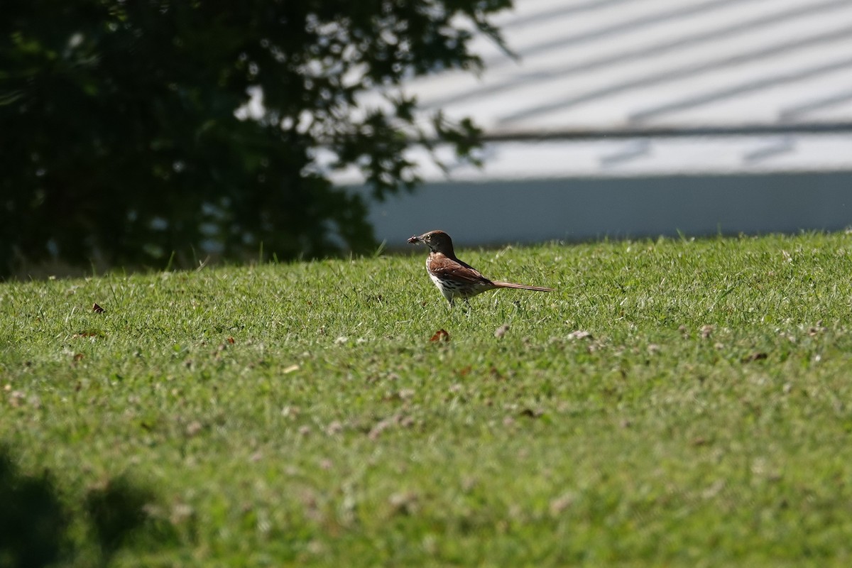 Brown Thrasher - ML638317485