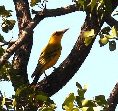 African Golden Oriole - ML638317487
