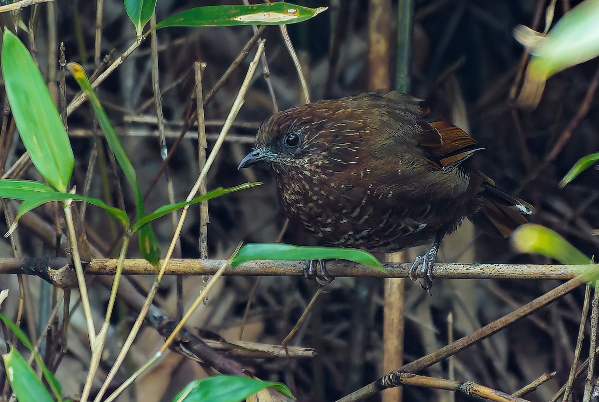Brown-capped Laughingthrush - ML638317489