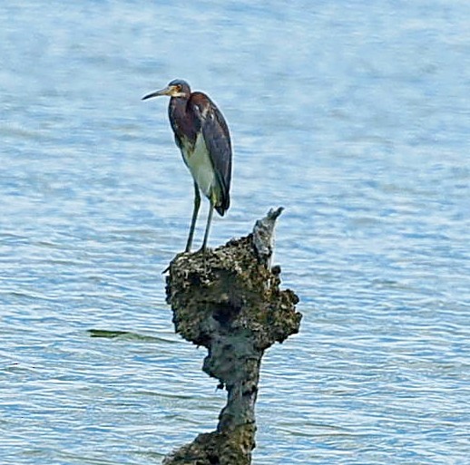 Dreifarbenreiher - ML638317497