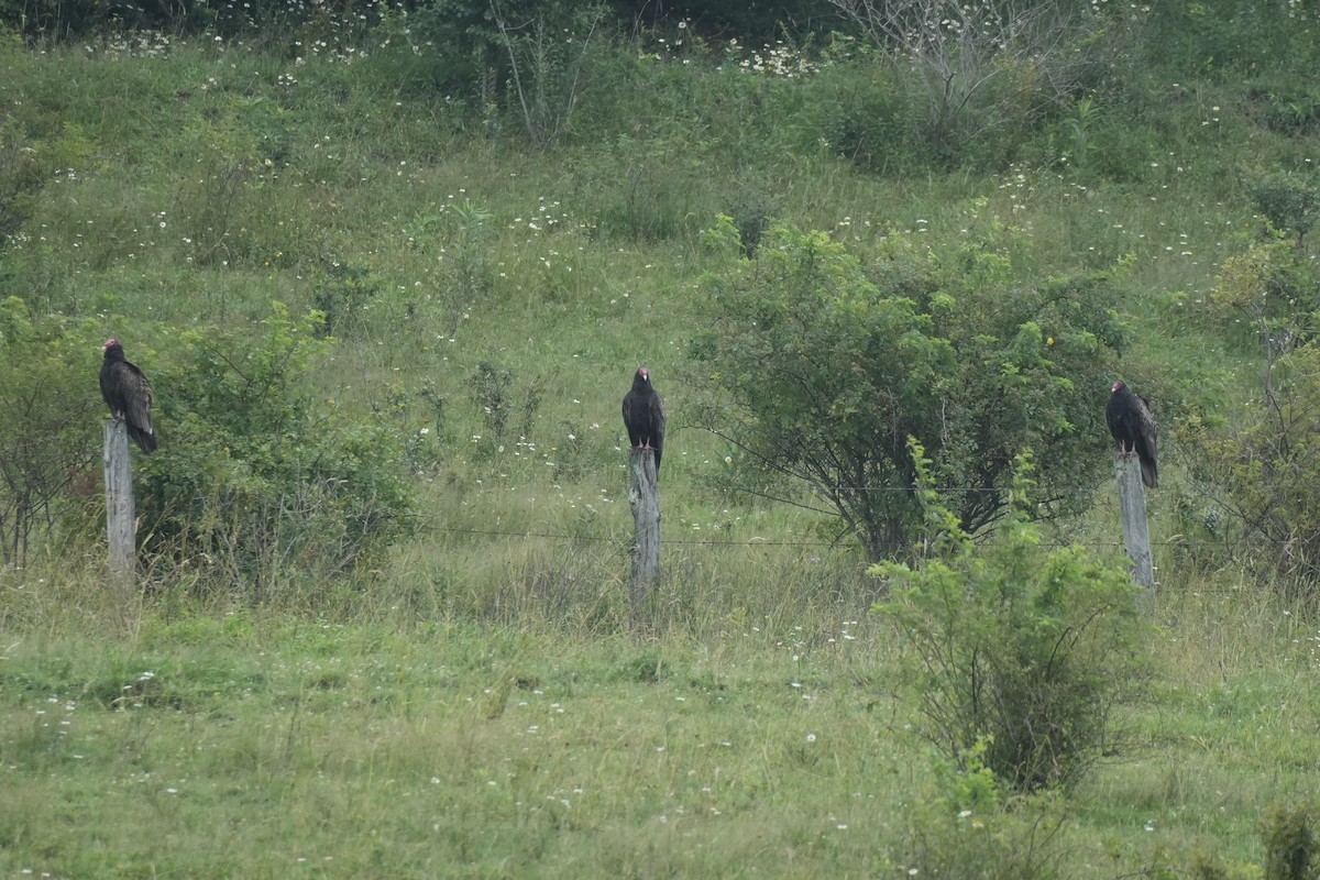 Turkey Vulture - ML638317499