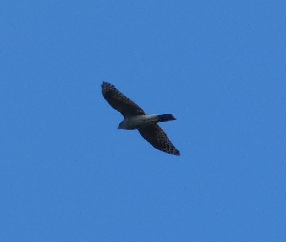 Eurasian Sparrowhawk - ML638317507