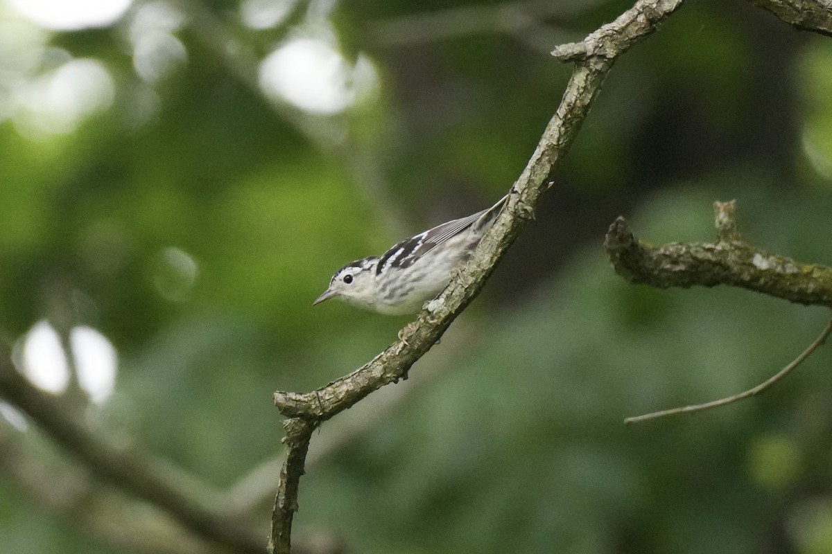 Black-and-white Warbler - ML638317514