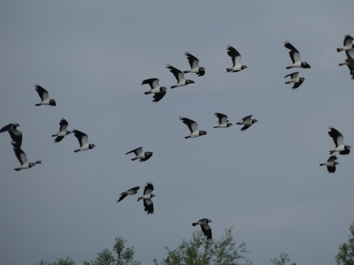 Northern Lapwing - ML638317518