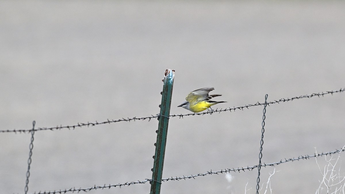 Western Kingbird - ML638317523
