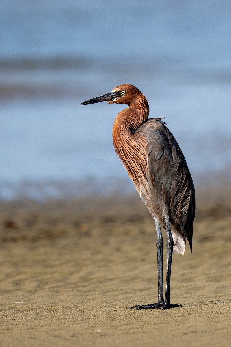Reddish Egret - ML638317532