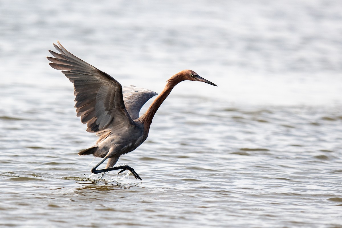 Reddish Egret - ML638317533