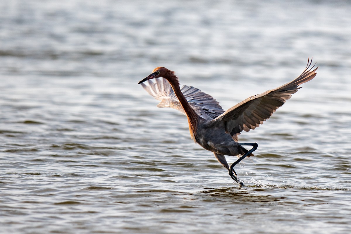 Reddish Egret - ML638317534