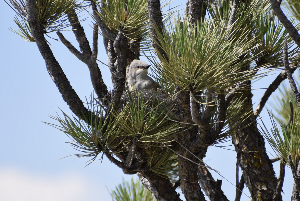 Western Kingbird - ML638317535