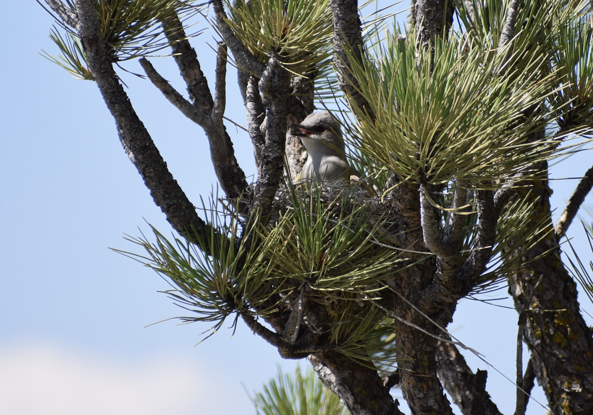 Western Kingbird - ML638317536