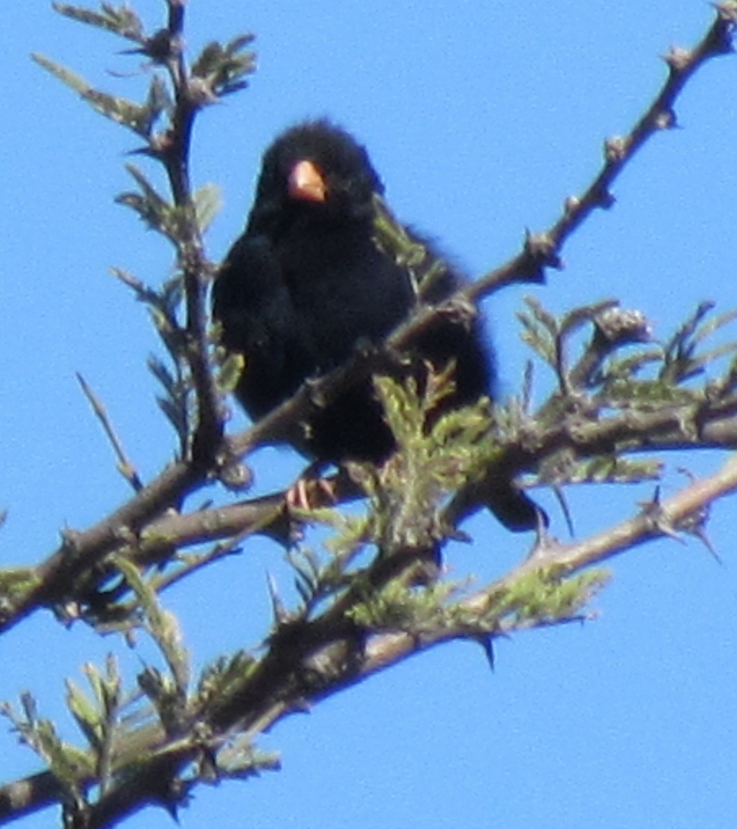 Village Indigobird - ML638317547