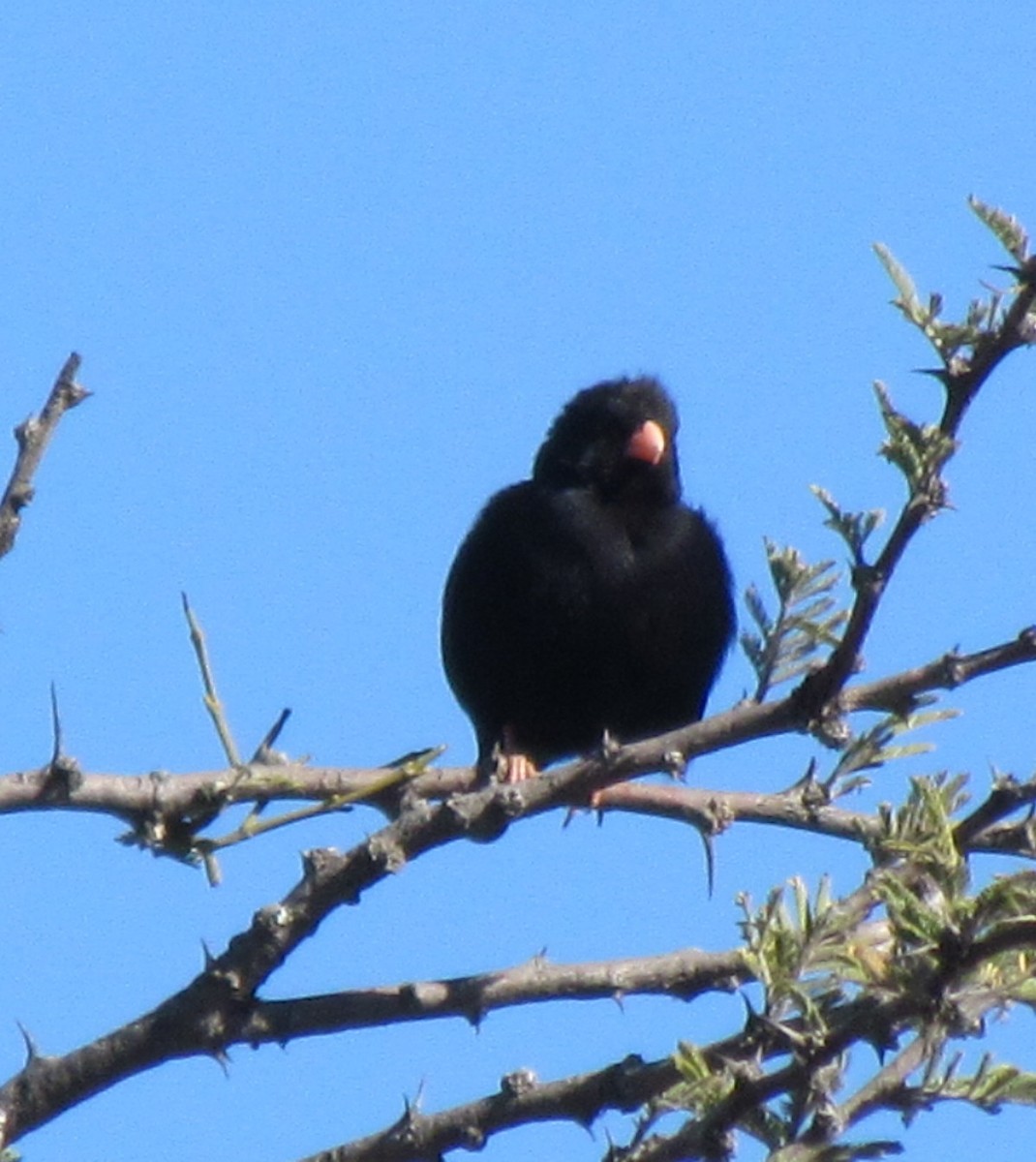 Village Indigobird - ML638317548