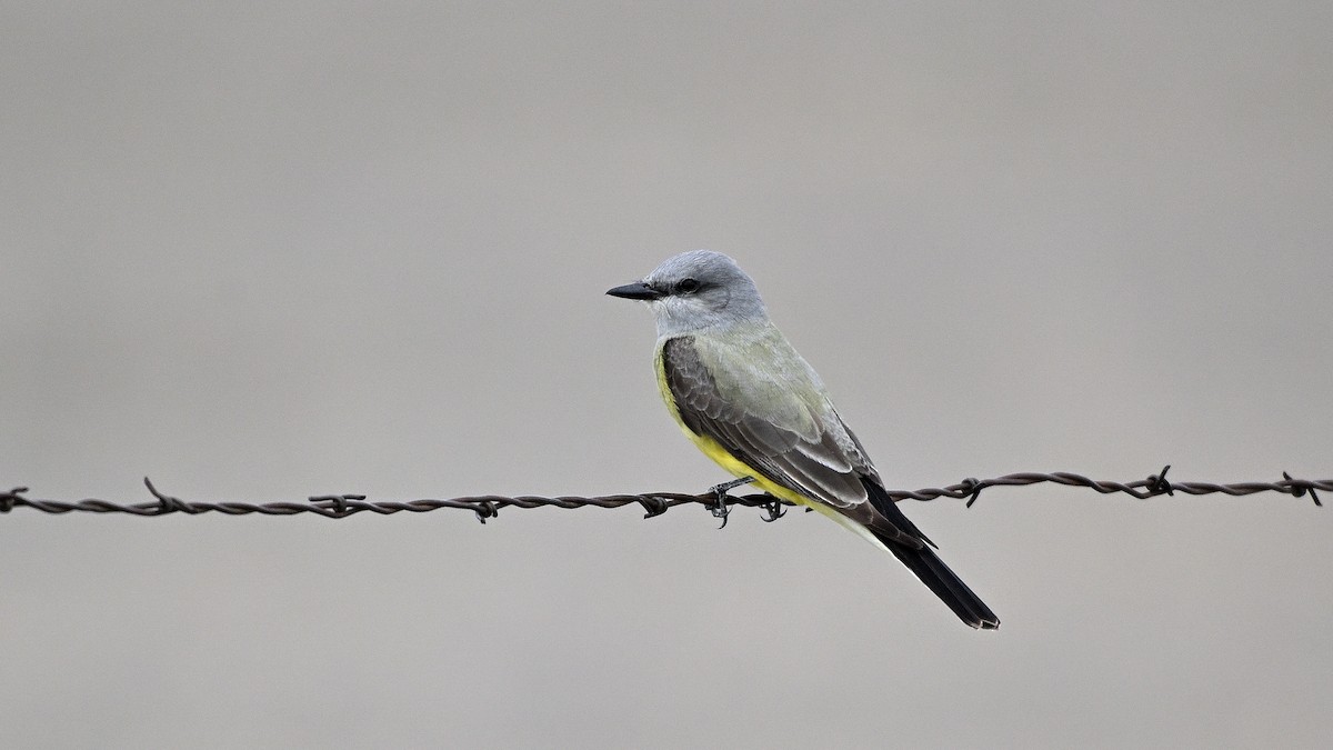 Western Kingbird - ML638317563